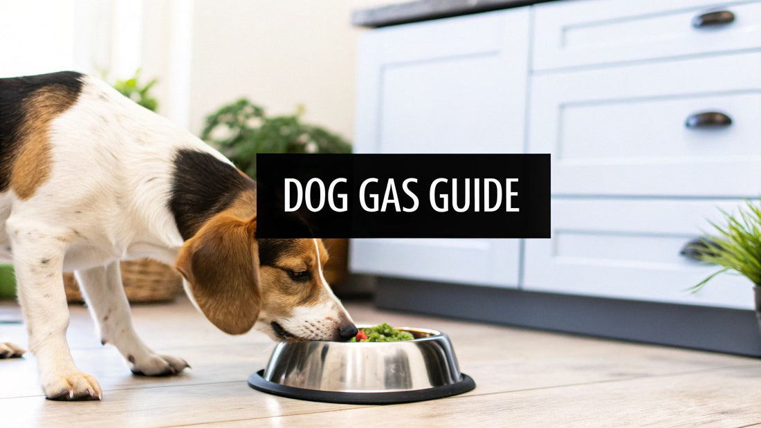 Why Does My Dog Have Gas? A Vet-Approved Guide