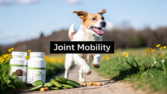 Natural Dog Joint Supplements for Better Mobility