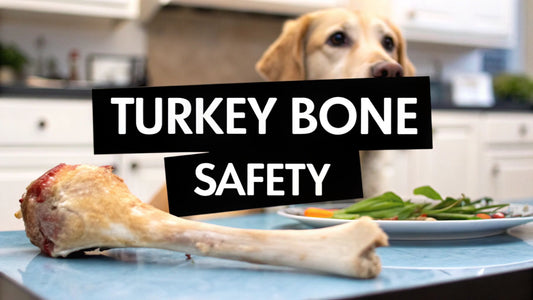 Can Dogs Eat Turkey Leg Bones? A Complete Safety Guide
