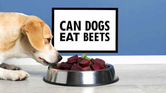 can dogs eat beets: Safe, Healthy Tips for Your Pup