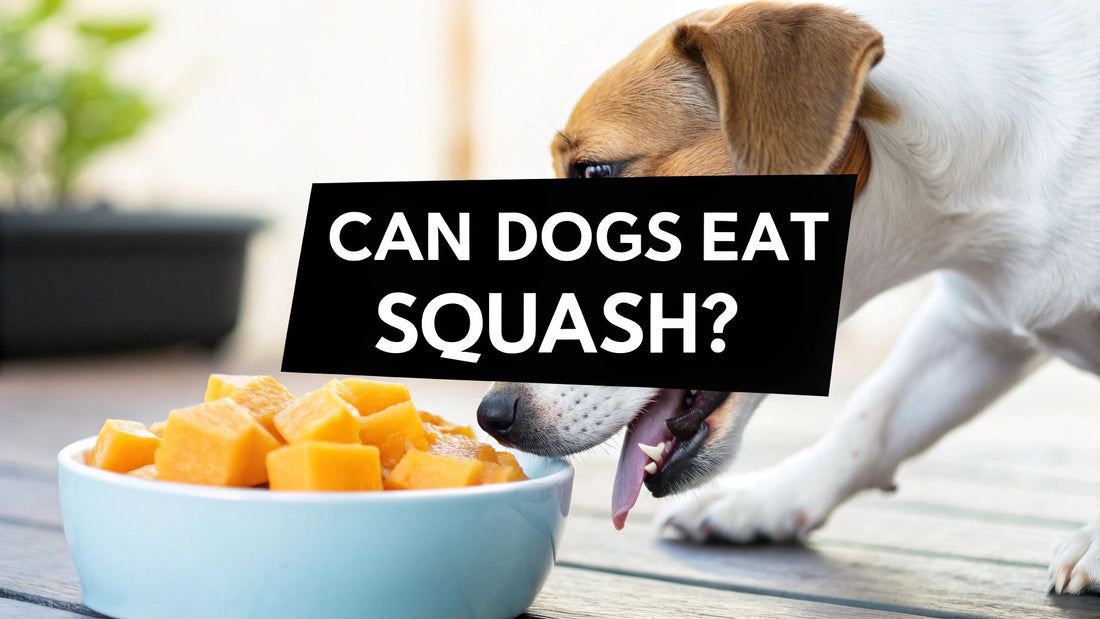 Can Dogs Eat Butternut Squash? A Vet-Approved Guide