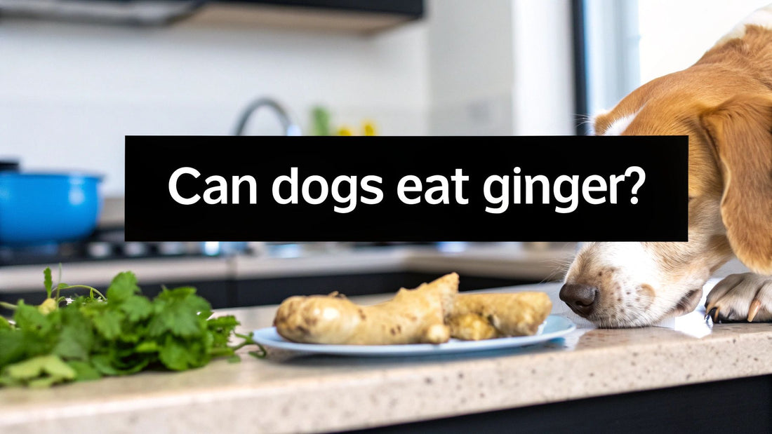 Can dogs eat ginger: Safe Guide for Pets