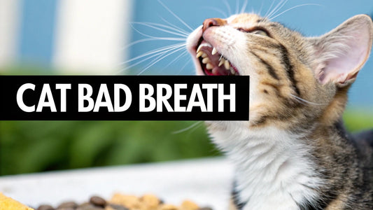 What Causes Bad Breath in Cats and When to Worry