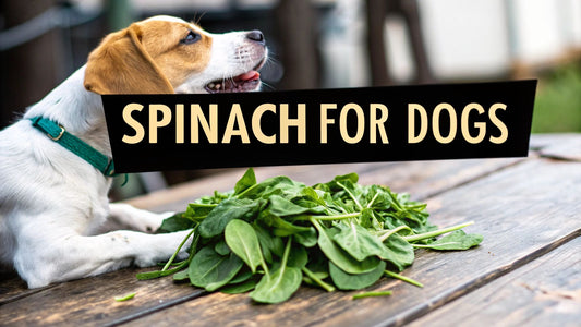 Is Spinach Good for Dogs? A Complete Guide