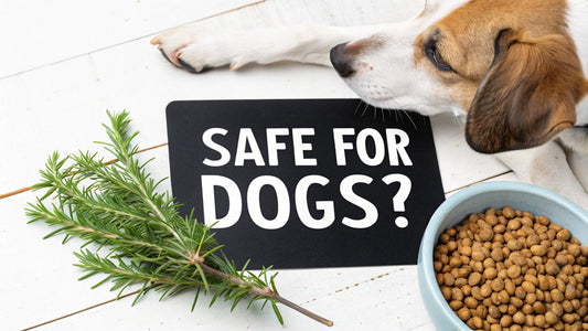 Is Rosemary Extract Safe for Dogs? A Complete Guide