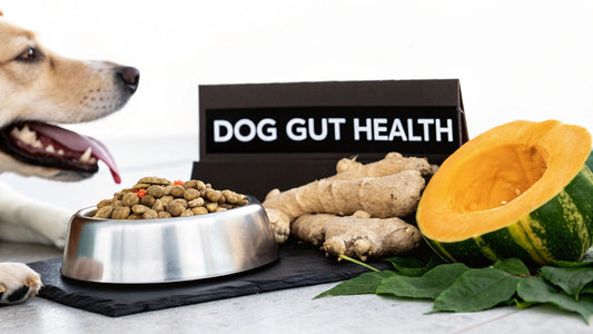 dog digestive supplement: Guide to gut health for dogs