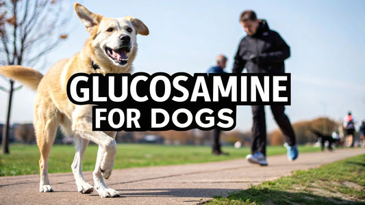 Is Glucosamine Good for Dogs A Pet Owner's Guide