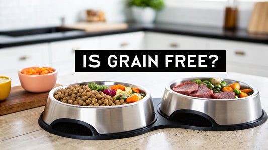 Is Grain Free Dog Food Better for Your Dog