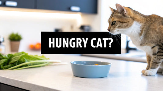 why is my cat always hungry: Top causes and quick fixes