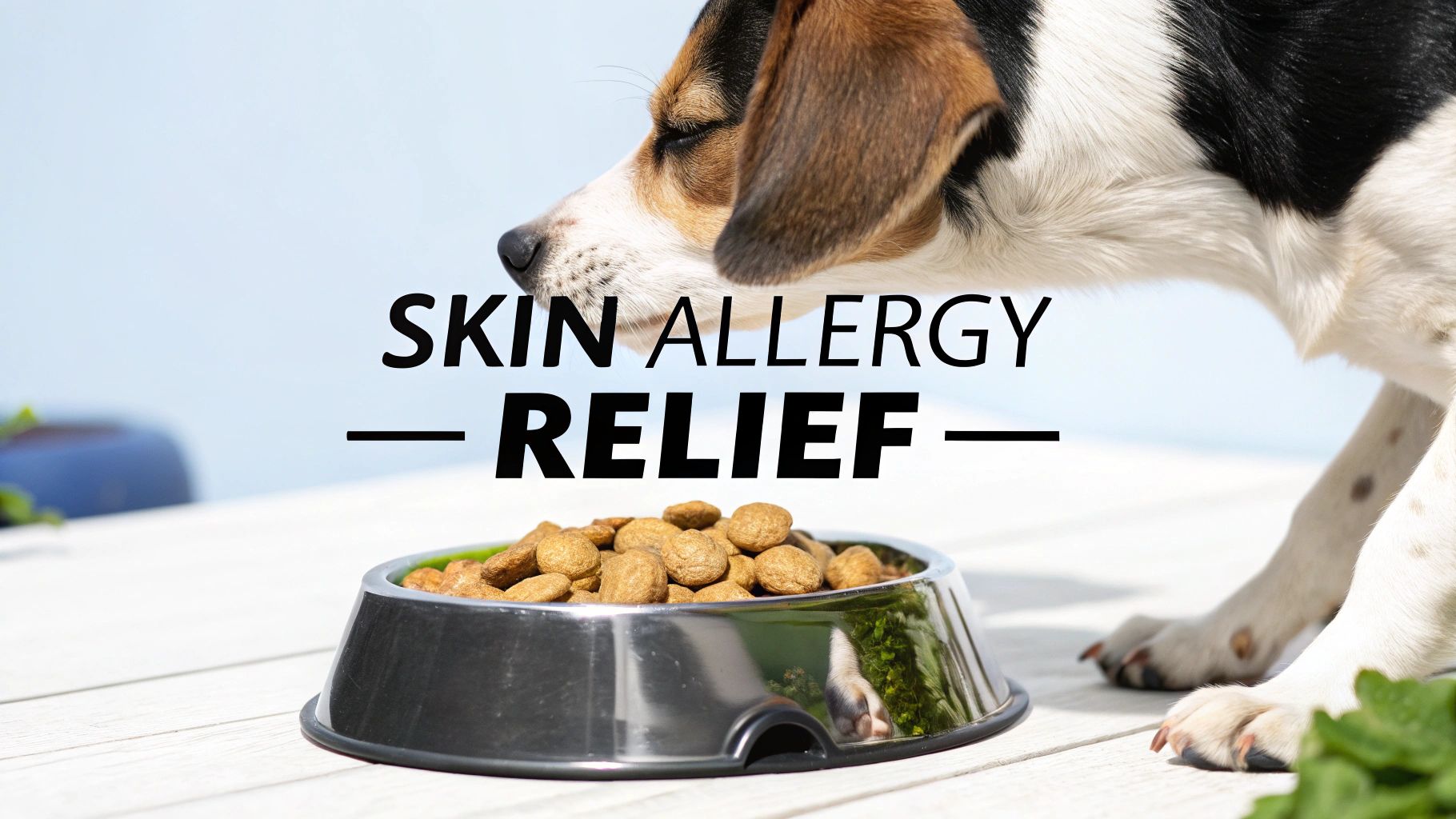 Stunning Prebiotic Dog Food For Skin Allergies image
