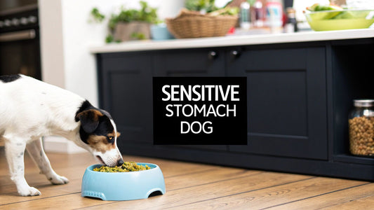 Your Guide for a Sensitive Stomach Dog
