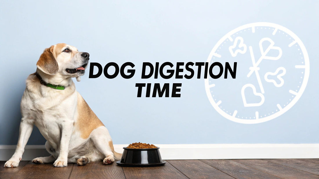 How long does dog digestion take: A Simple Timeline & Tips