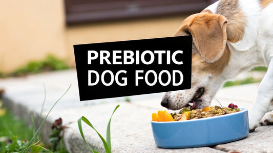 A Pet Parent's Guide to Prebiotic Dog Food and Gut Health