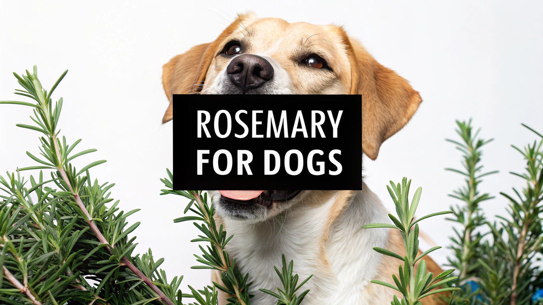 Rosemary Extract for Dogs Is It Safe and Beneficial