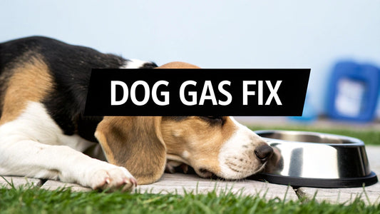 What Causes Flatulence in Dogs: what causes flatulence in dogs and quick fixes