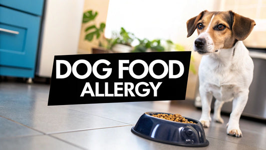 What Causes Food Allergies in Dogs Explained
