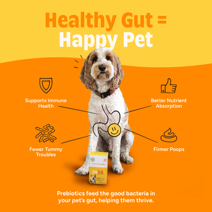 Dog with health benefits of prebiotics on an orange background