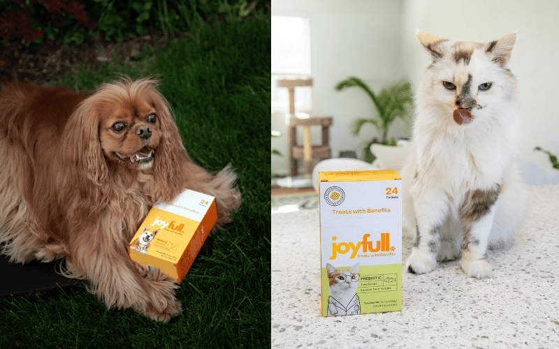 Dog with a Joyful product box outdoors and a cat with a Joyful product box indoors.